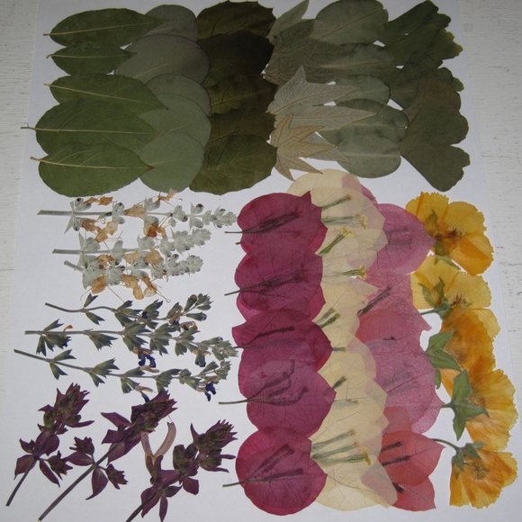 60 PCS Variety Pressed Flowers Leaves Leaf Hairy Indian Mallow Sage Bougainville - Picture 4 of 6